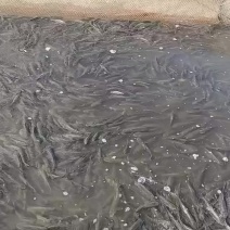 长江一代草鱼苗