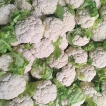 白面青梗菜花