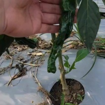 广西钦州#小邹皮产地一手货源直发大量上市