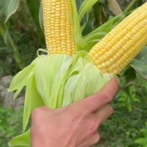 水果玉米