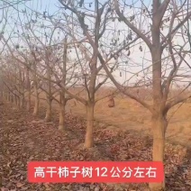 柿子树各种规格的