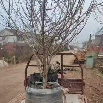 中华木绣球