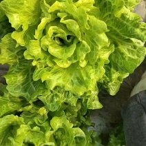 生菜