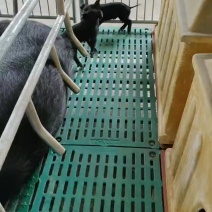 黑猪