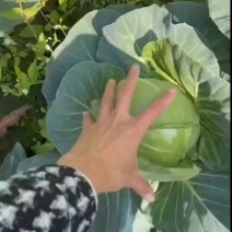 精品甘蓝大量有货，价格不高，需要的联系