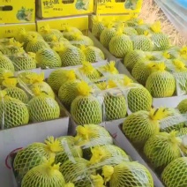 广东特小风