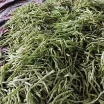 精选优质芸豆，颗颗饱满，细长型精品芸豆大量上市