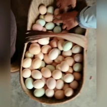 农户杂粮喂养老鸡蛋，12个一斤，品质保障，假一赔十，
