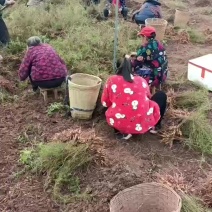 天冬苗