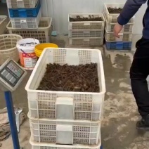 高抗小龙虾活体鲜活养殖幼苗活虾