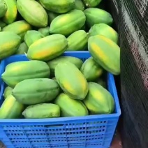 工厂红肉木瓜