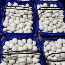 双孢菇
