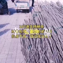 速生杨种条，107速生杨种条需要来电