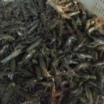 高抗小龙虾活体鲜活养殖幼苗活虾批发