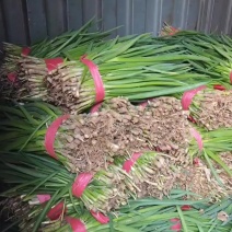 山东小葱