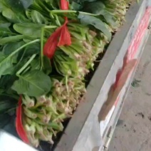 产地直采菠菜，新鲜批发价超给力菠菜批发，源头