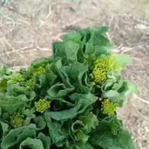 菜苔