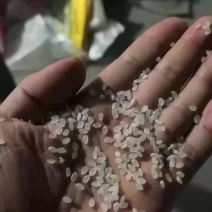 黑龙江珍珠米新米