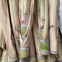 黄皮甘蔗种黄皮甘蔗苗适合南北方种植芽子饱满，包技术指导