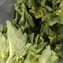 菜苔