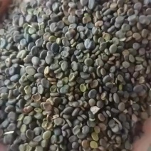 黄芪种籽