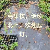 亮果桉