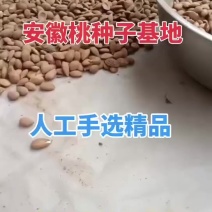 安徽毛桃种子，桃仁种子育苗专用包成活率