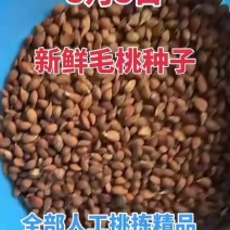 【现货】毛桃种子桃仁桃种子基地销批发价