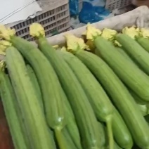 精品山东丝瓜