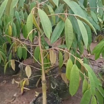 榴莲树苗猫山王金枕榴莲苗带土杯大苗