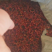 茜草种子