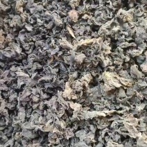 地皮菜干货雷公菜特级蔬菜地软地木耳干货甘肃陇西发货