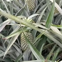 好货漂亮货价格优惠