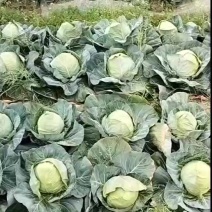 精品宝绿，大量有货，价格便宜，需要的联系