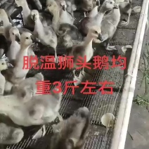大种狮头鹅
