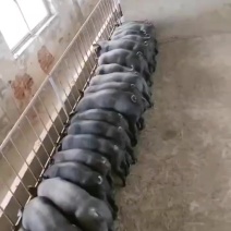 沂蒙黑猪仔，沂蒙黑金刚，长的快，体型好，价格便宜，