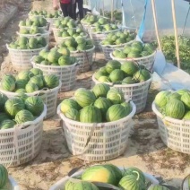特小凤黄西瓜