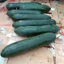 广西吊瓜条形好货源充足超市．．市场不黑心不花皮