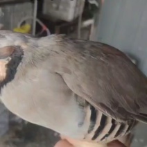 青年鹧鸪