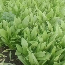 油麦菜