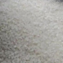 大量供应珍珠米23年-24年都有现货原粮，上门考察