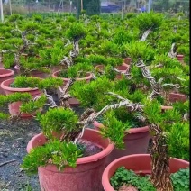 黄杨盆景