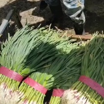 涉县蒜苗