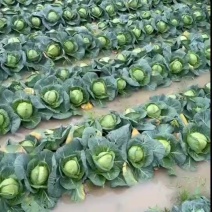 精品大量有货，个头2斤左右，质量好，价格低，需要的联