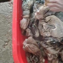 50吨羊毛肚