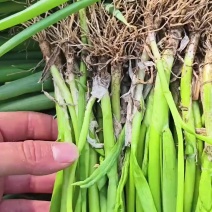 小葱