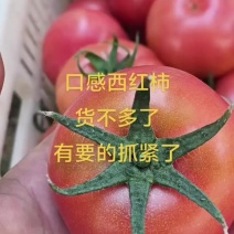 西红柿