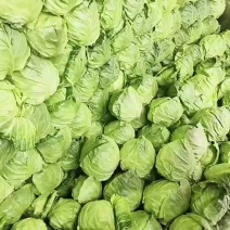 精品甘蓝