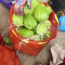 佛手瓜苗老瓜发芽