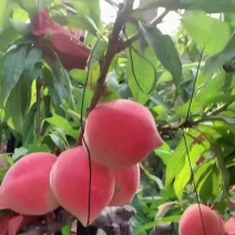 春雪水蜜桃以陆续大量上市对接各大市场超市电商平台工厂用果